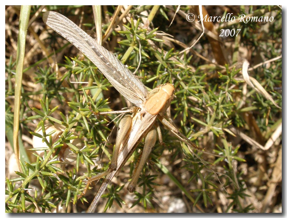 Un Tettigoniidae fra le dune di Capo Feto (Sicilia merid.)